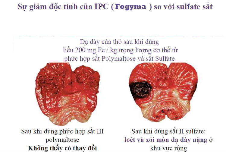 2. Cơ chế hấp thu chủ động Fogyma 2