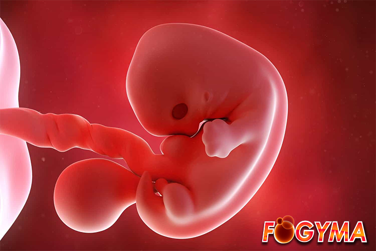 Sắt và axit folic có vai trò quan trọng trong sự phát triển của thai nhi